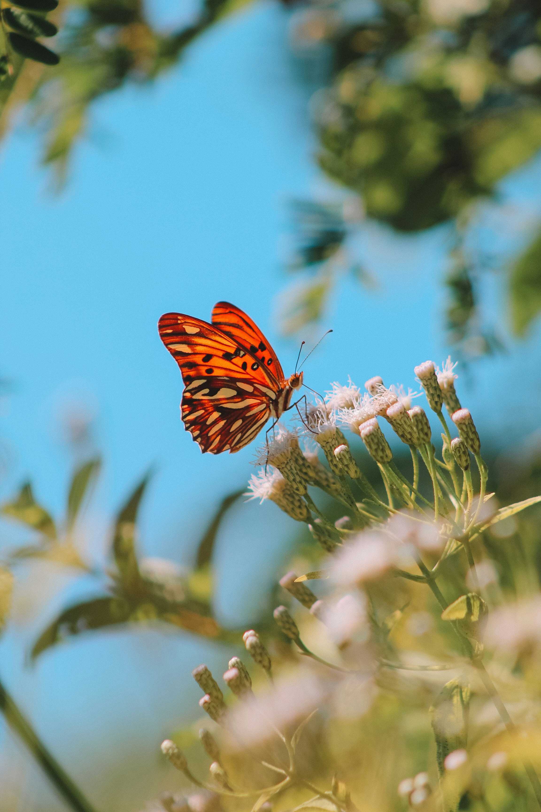 Schmetterling auf einer Blume